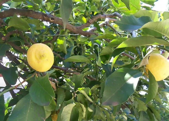 Skrivaneli * ييلسا